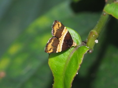 Choreutis basalis