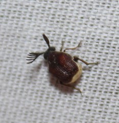 Megacerus discoidus