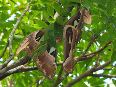 Attacus atlas formosanus