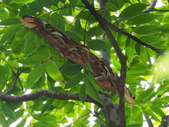 Attacus atlas formosanus