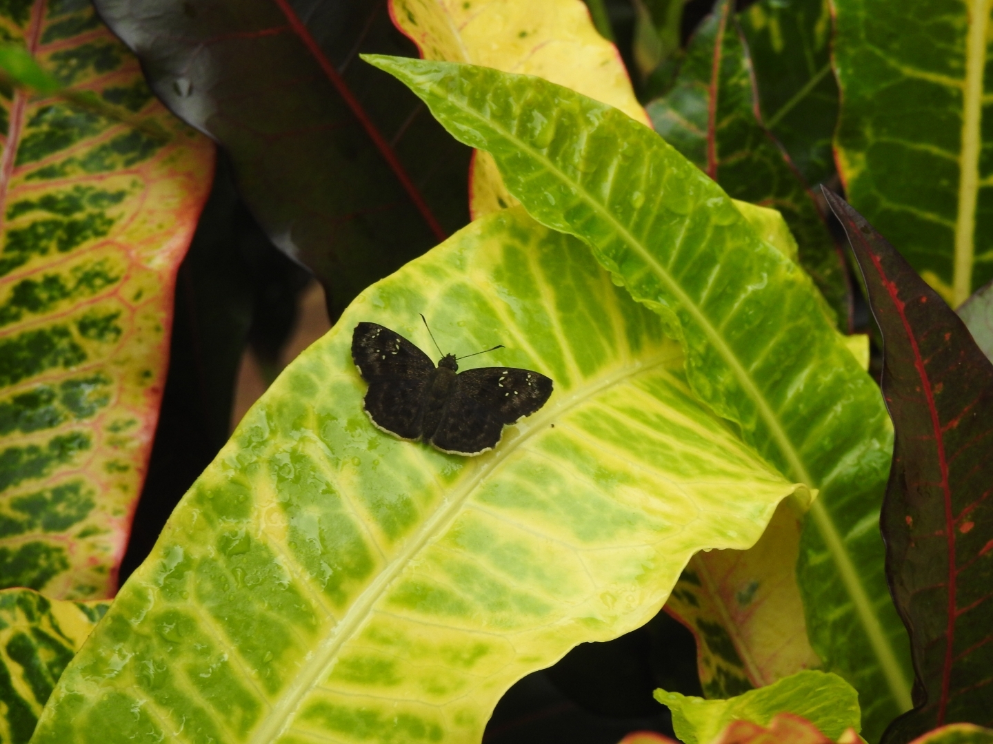 Common Small Flat