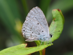 Celastrina lavendularis himilcon
