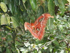 Attacus atlas formosanus