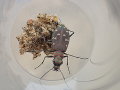 Cicindela oregona oregona