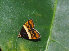 Choreutis xanthogramma
