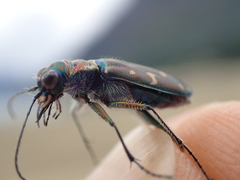 Cicindela oregona oregona