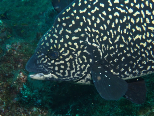 Pacific beakfish (Oplegnathus insignis) — Oplegnathidae — 4