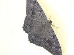 Ascalapha odorata