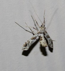 Lineodes interrupta