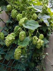 Humulus