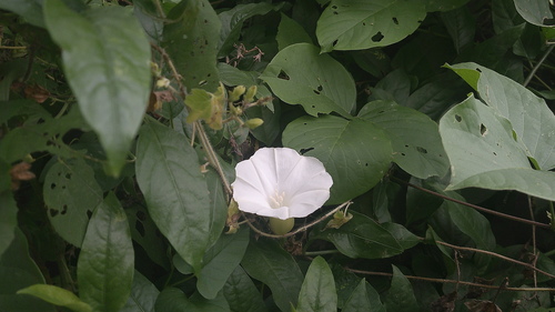 Operculina codonantha observed 2025-05-22