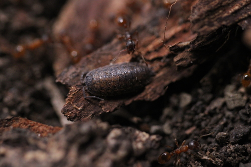 Rathke's Woodlouse, photo 6 of 8