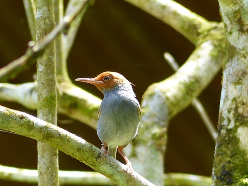 Orthotomus ruficeps observed 2025-04-20