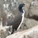 Guanay Cormorant - Photo (c) Paul Fenwick, some rights reserved (CC BY-NC), uploaded by Paul Fenwick