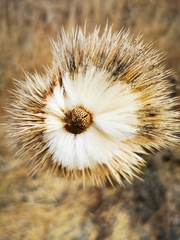 Echinops adenocaulos