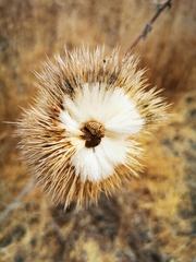 Echinops adenocaulos