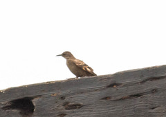 Cinclodes taczanowskii