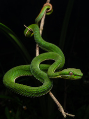 Chinese Green Tree Viper photo 1