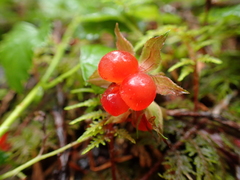Rubus nivalis