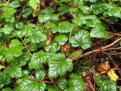 Rubus nivalis