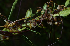 Cuscuta grandiflora, photograph Jhon A. Yuca-Palomino, CC BY, iNaturalist via GBIF