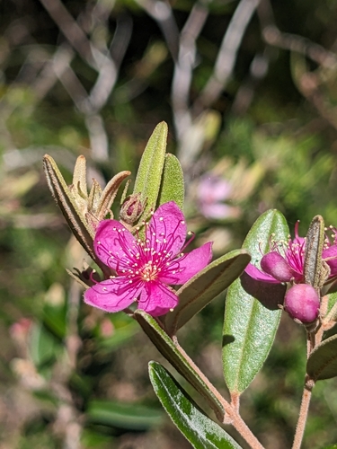 beach myrtella (Lithomyrtus obtusa)