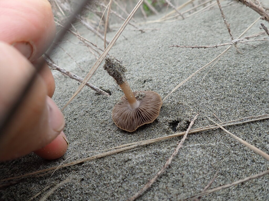 Psathyrella ammophila · May 2025 · photo: © arnim (iNaturalist, cc-by)