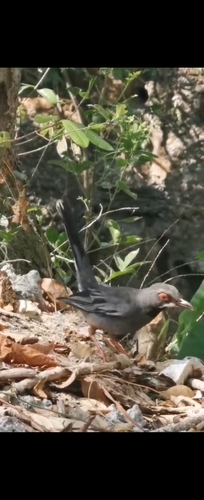 Western Red-legged Thrush