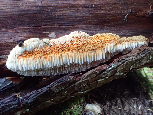 Pycnoporellus alboluteus