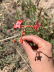 Ipomopsis aggregata aggregata