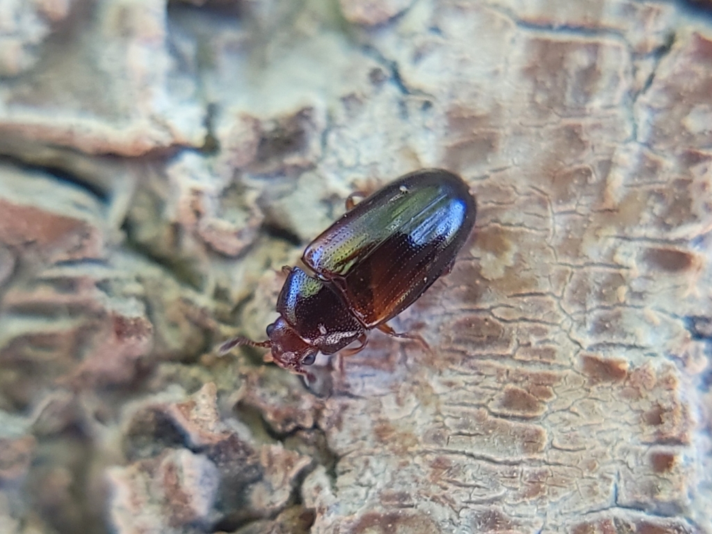 Triplax californica antica
