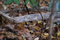 Uroplatus henkeli