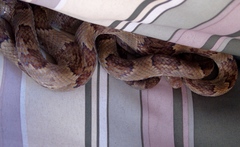 Trimorphodon paucimaculatus