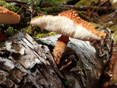 Leucopholiota lignicola
