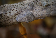 Uroplatus henkeli