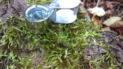 Claopodium rostratum