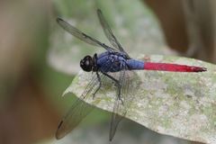 Orthetrum schneideri