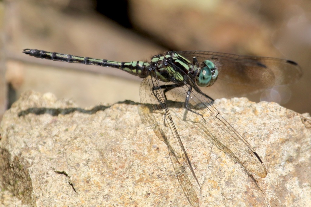 Orthetrum silvarum