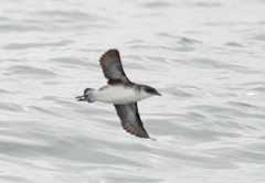 Pelecanoides garnotii