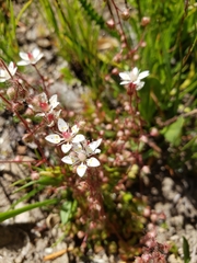 Micranthes bryophora