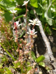 Micranthes bryophora