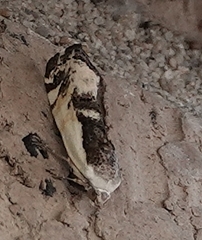 Tarache augustipennis