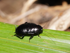 Blattoidae