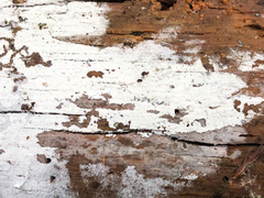 Botryobasidium subcoronatum