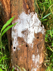 Botryobasidium subcoronatum