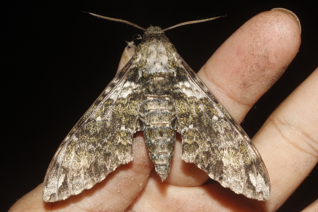 Manduca corallina