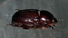 Cheiroplatys latipes