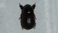 Cheiroplatys latipes