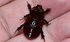 Cheiroplatys latipes