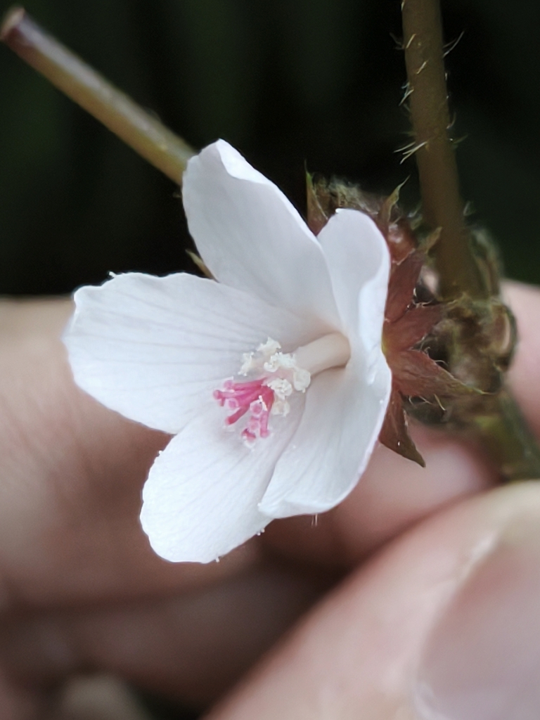 Pavonia peruviana